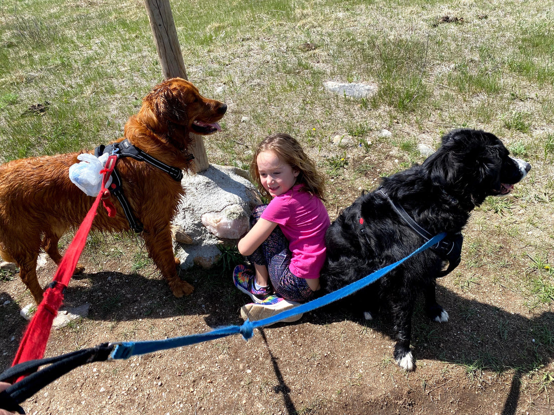 Find dog-friendly trails in national parks