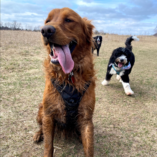 Spring Dog Tips