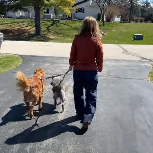 Luwello Coupler Leash being used to walk two dogs with multiple attachment options shown