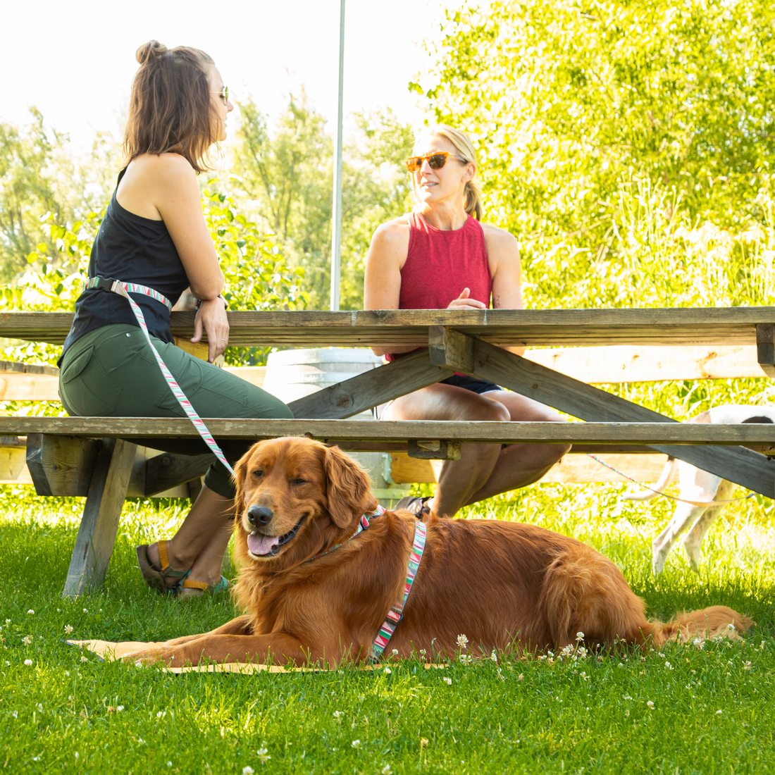 Dog mom with dog at dog park