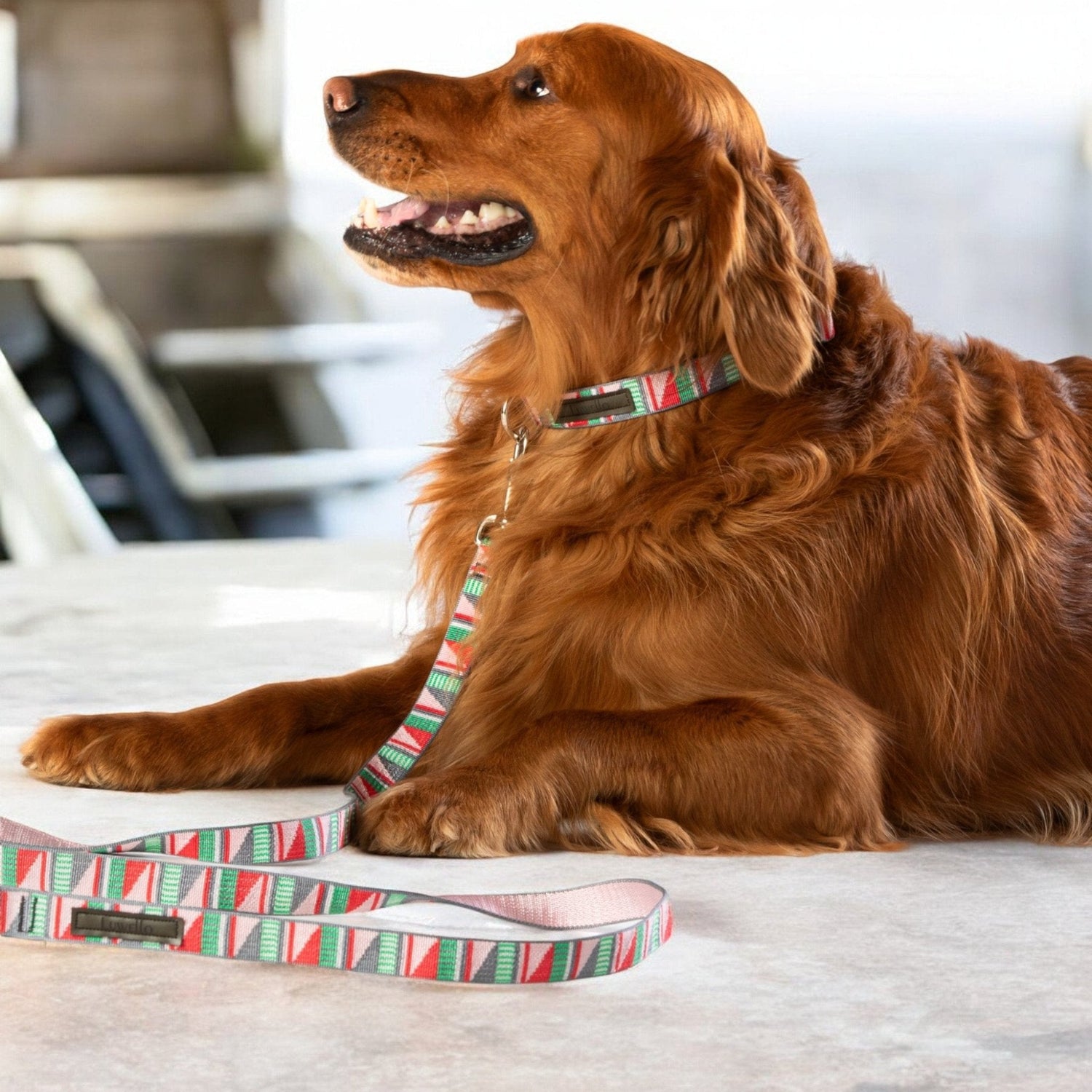 Bold Printed Dog Collar on Golden Retriever