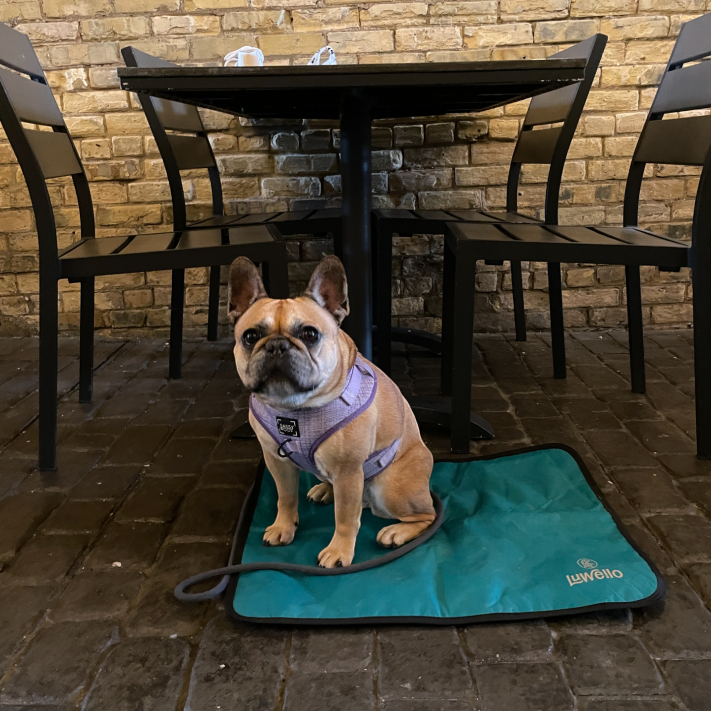 Dog Mat for Travel