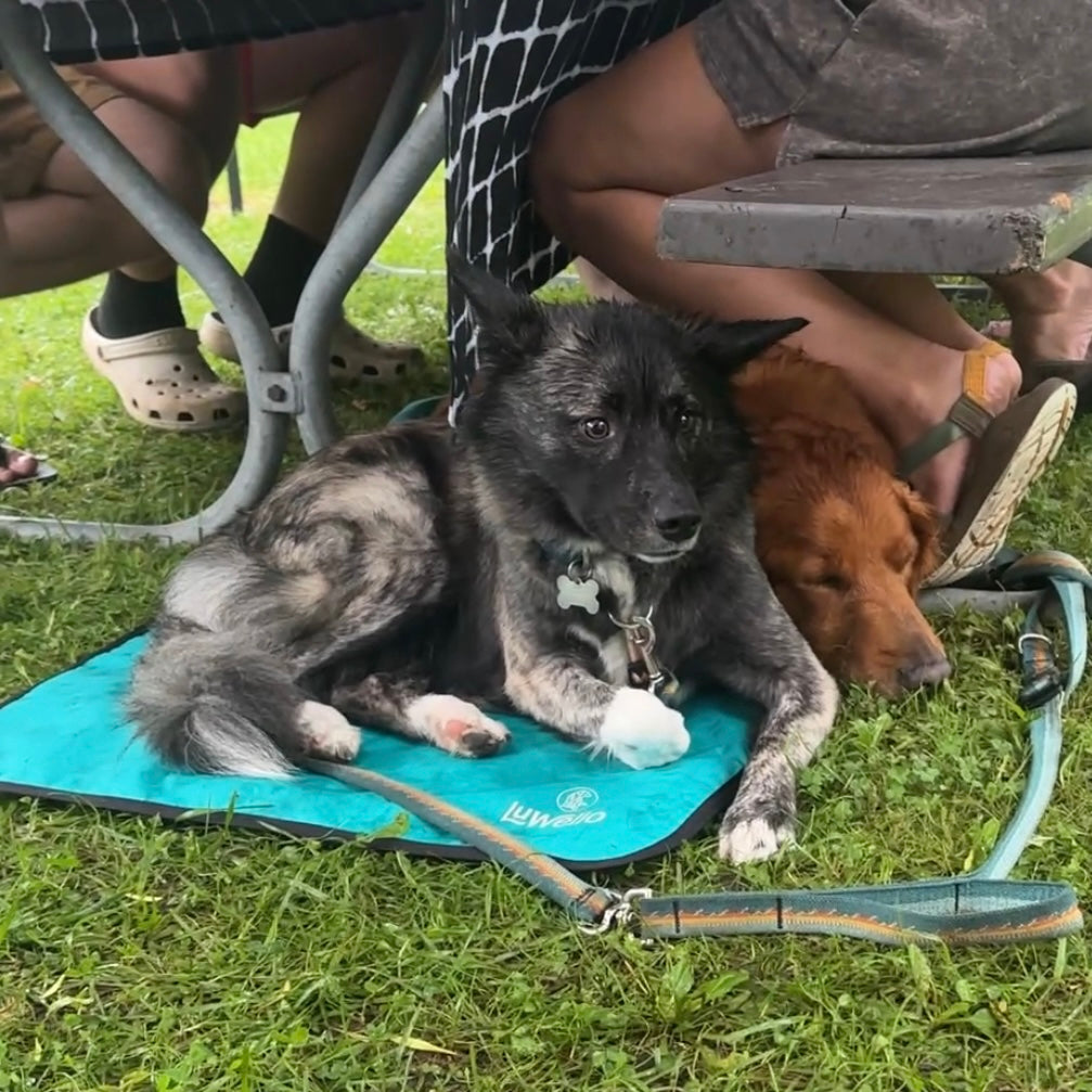 Tough Dog Gear