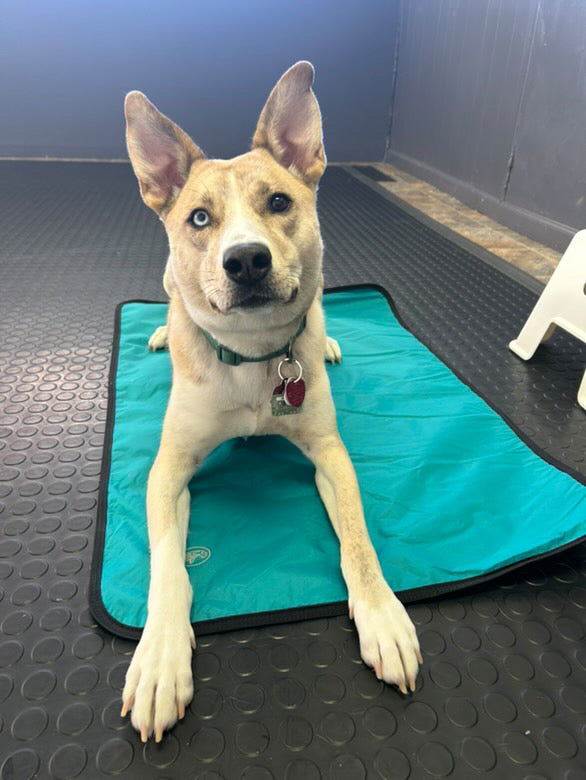 Dog relaxing calmly on Luwello Settle Mat during training