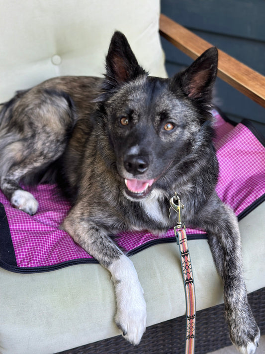Husky mix recovering on a Luwello settle mat after vet visit, with caption: “Is it time for a second opinion?”