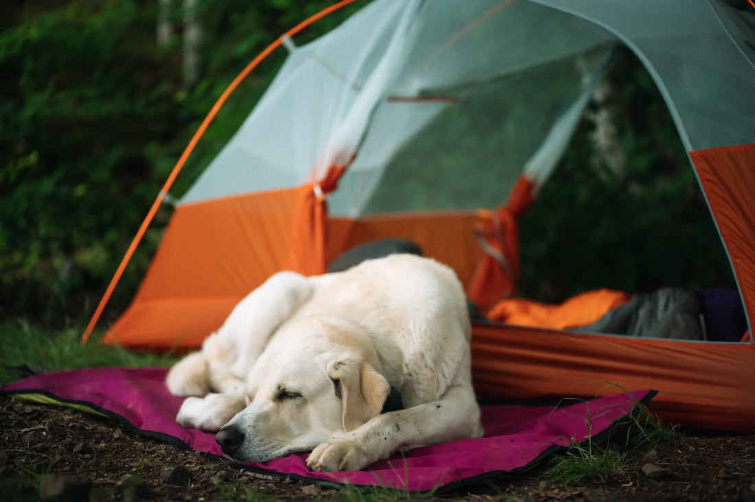 A dog laying on a settle mat outside a tent