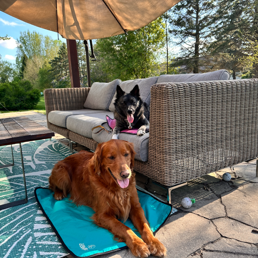 Dog resting in the shade on a Luwello Settle Mat outdoors on a sunny day