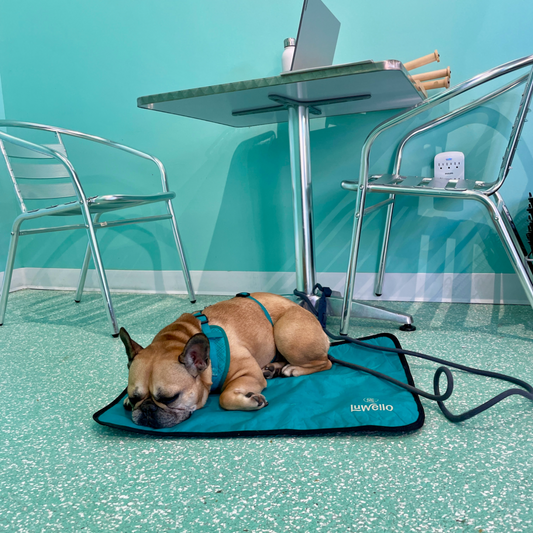 Rubber backed mat with dog on slick floor
