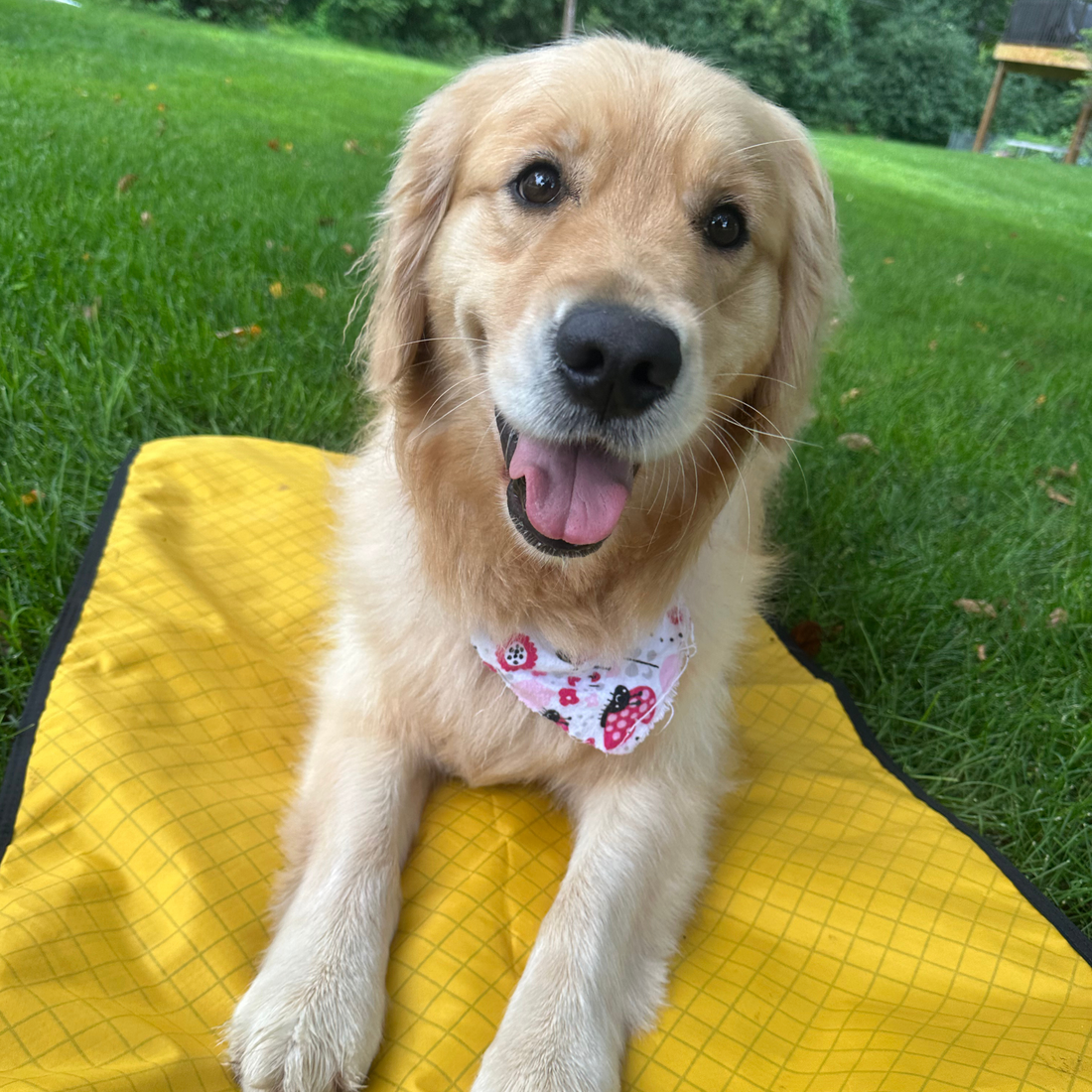 luwello-dog-on-yellow-settle-mat