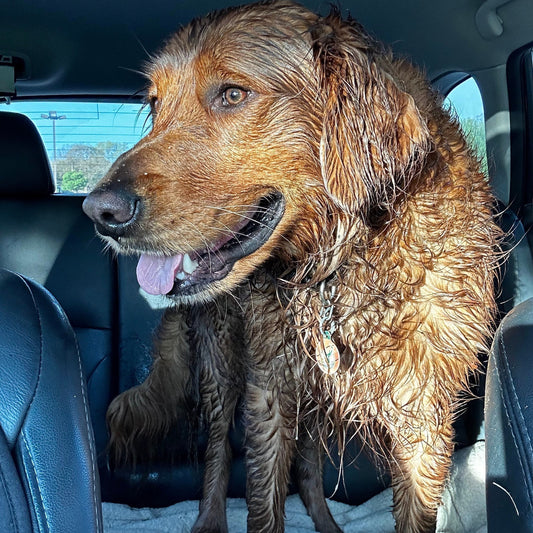 flood preparation for dogs