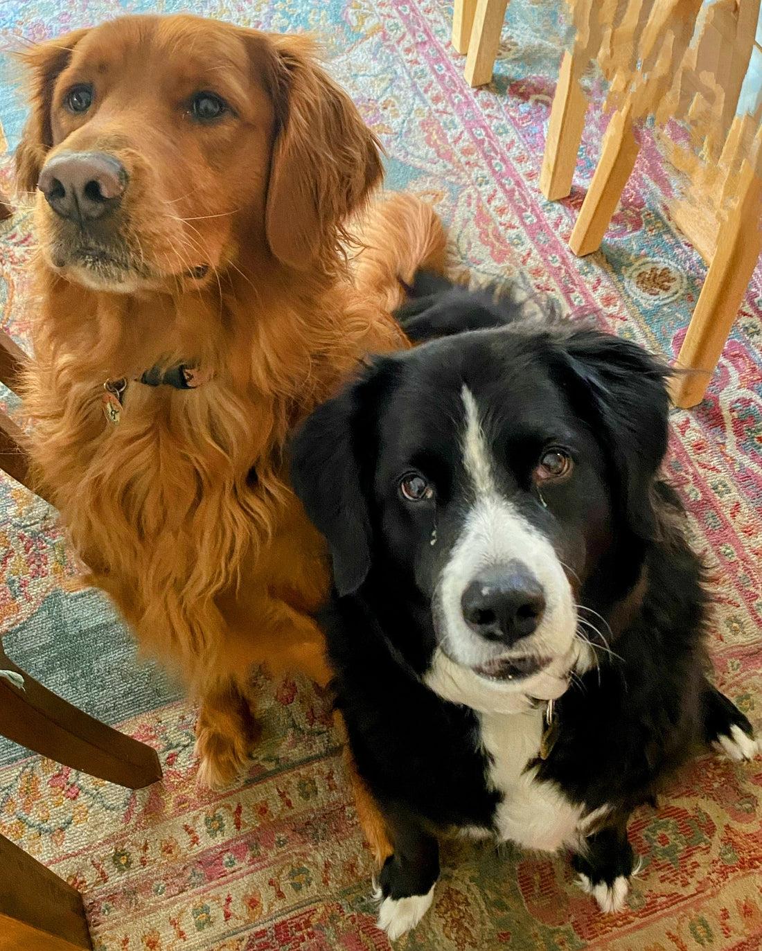 Hemangiosarcoma in Dogs