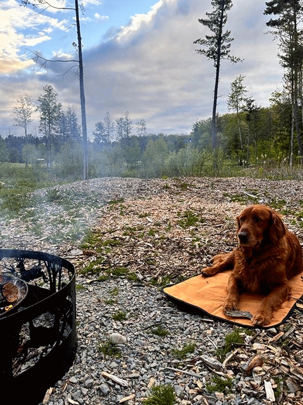 Best Dog Gear for Summer Adventures