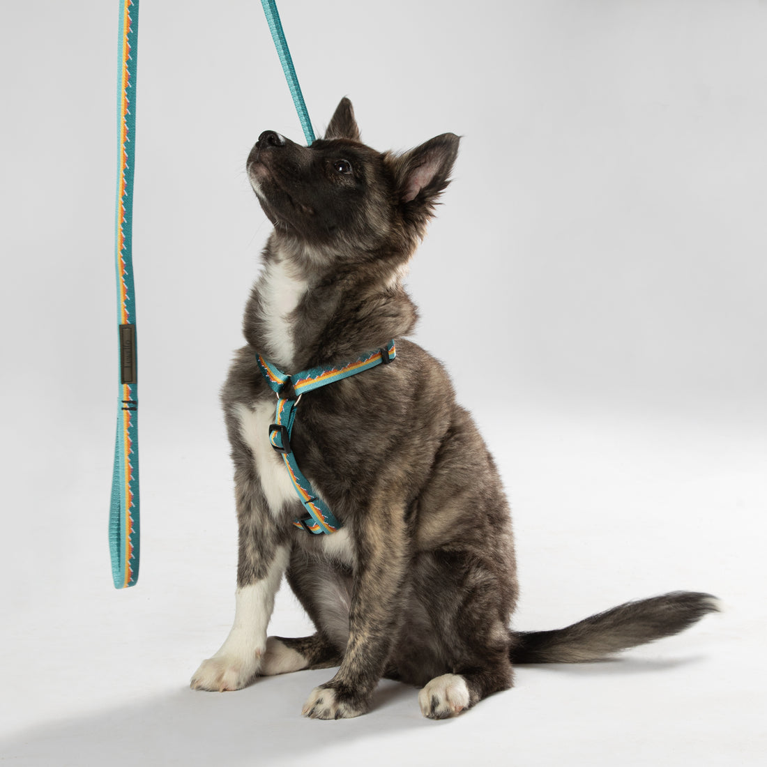 Harness and Leash Luwello