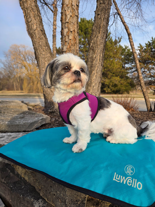 Dog Photography Tips outdoor adventures