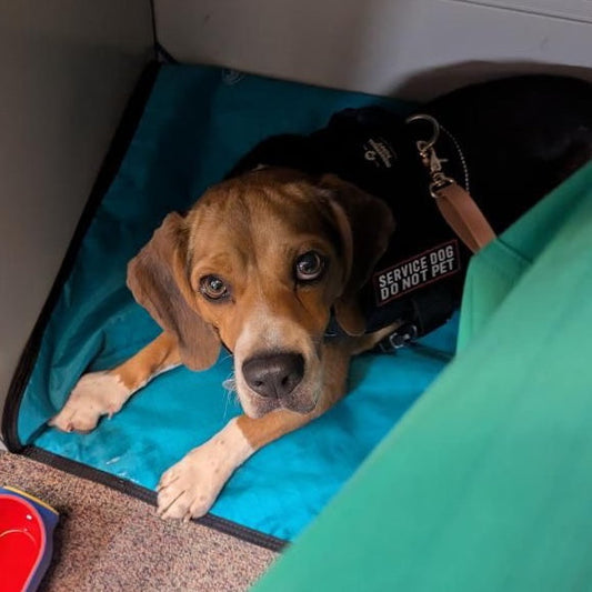 Service dog for anxiety