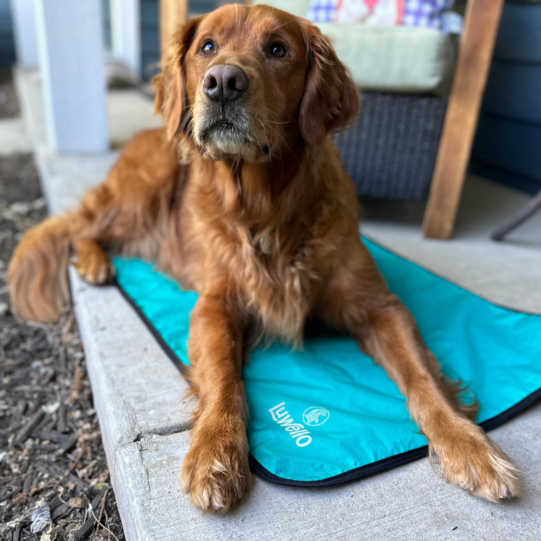 Firework safety tips for dogs