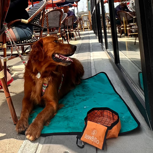 Calm dog at a cafe on a settle mat
