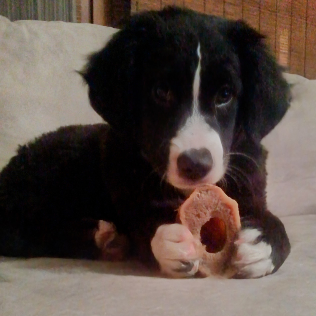 Luwello Dog with a Bone