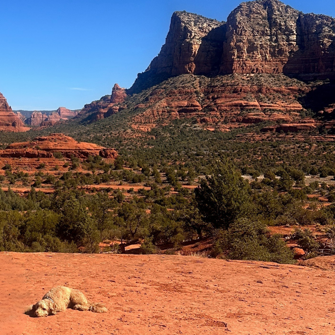 Dog-Friendly Sedona