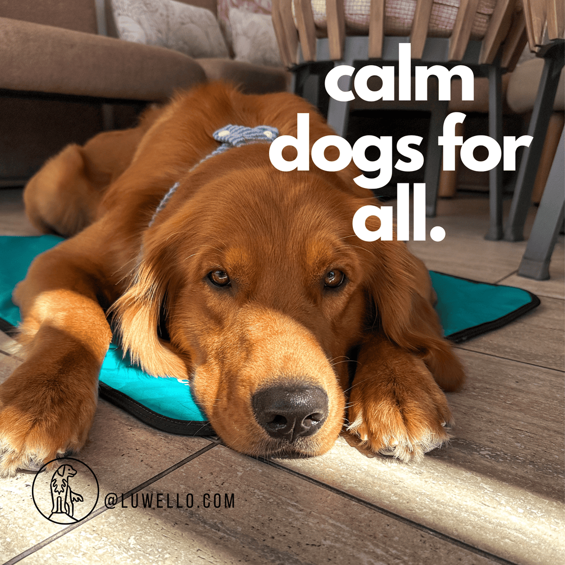 Dog resting on Luwello Settle Mat made with REPREVE® rPET recycled sailcloth