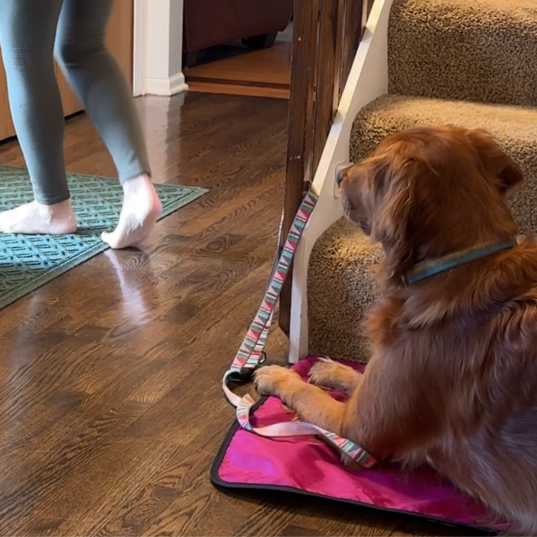 Dog training "place" on settle mat with leash tether