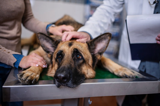 Insights from a Vet Oncologist: Canine Hemangiosarcoma Research - Luwello