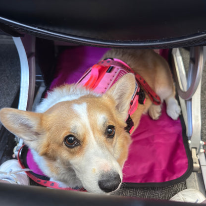 Dog on settle mat under seat on airplane