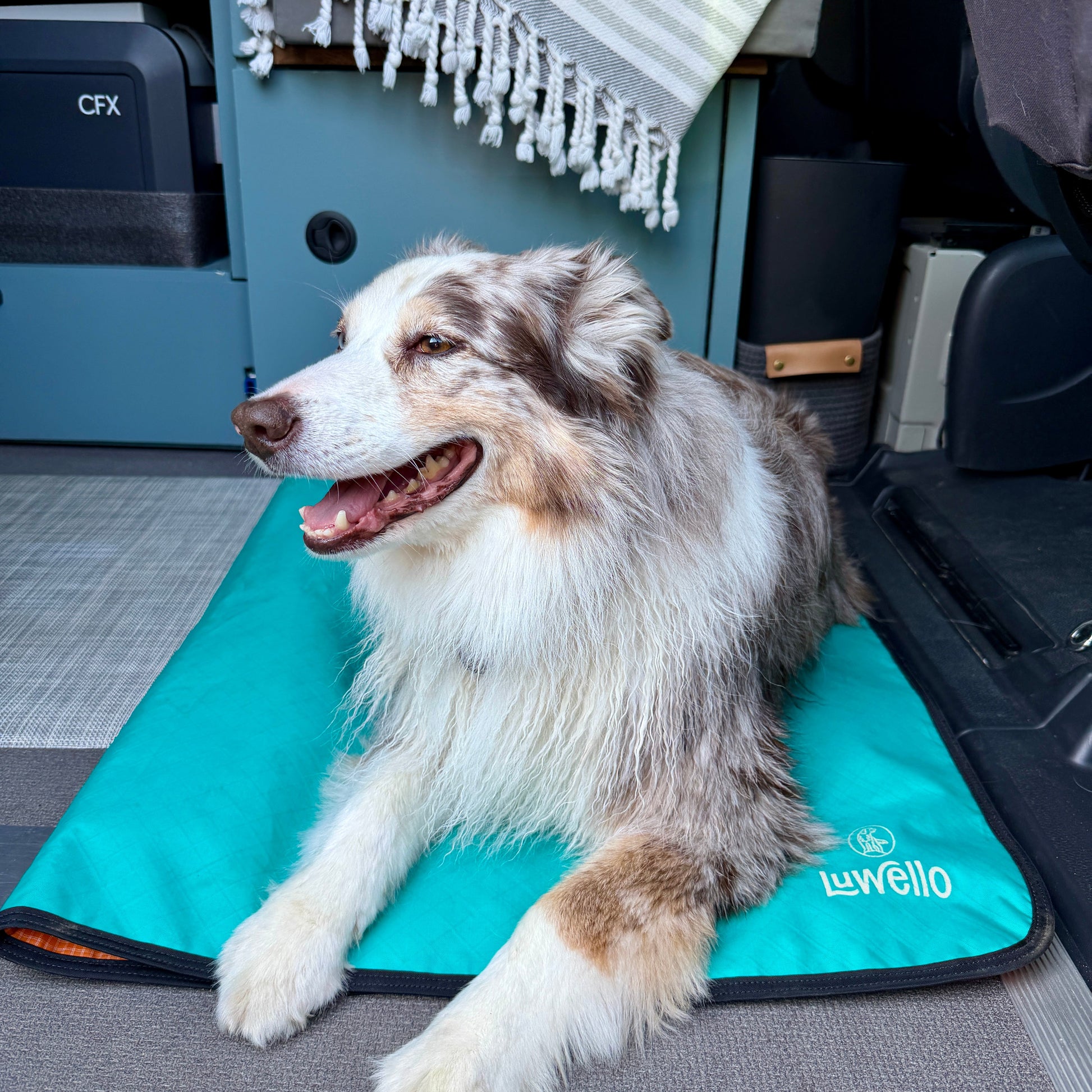 Camping mat for dogs in trailer