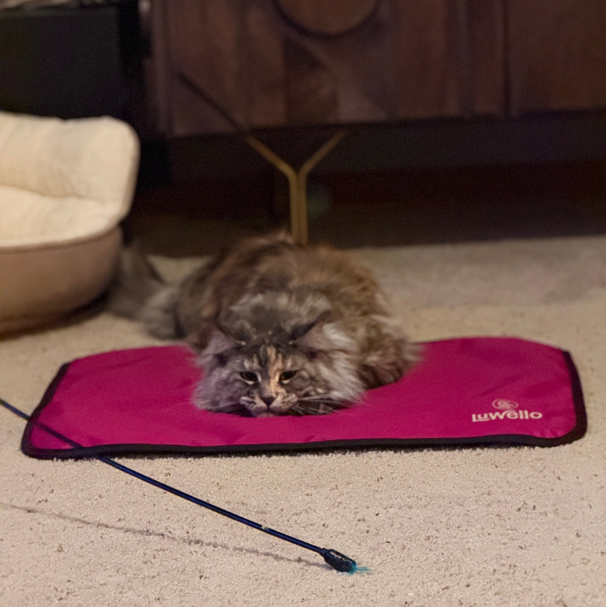 Maine Coon Cat on fuchsia settle mat 