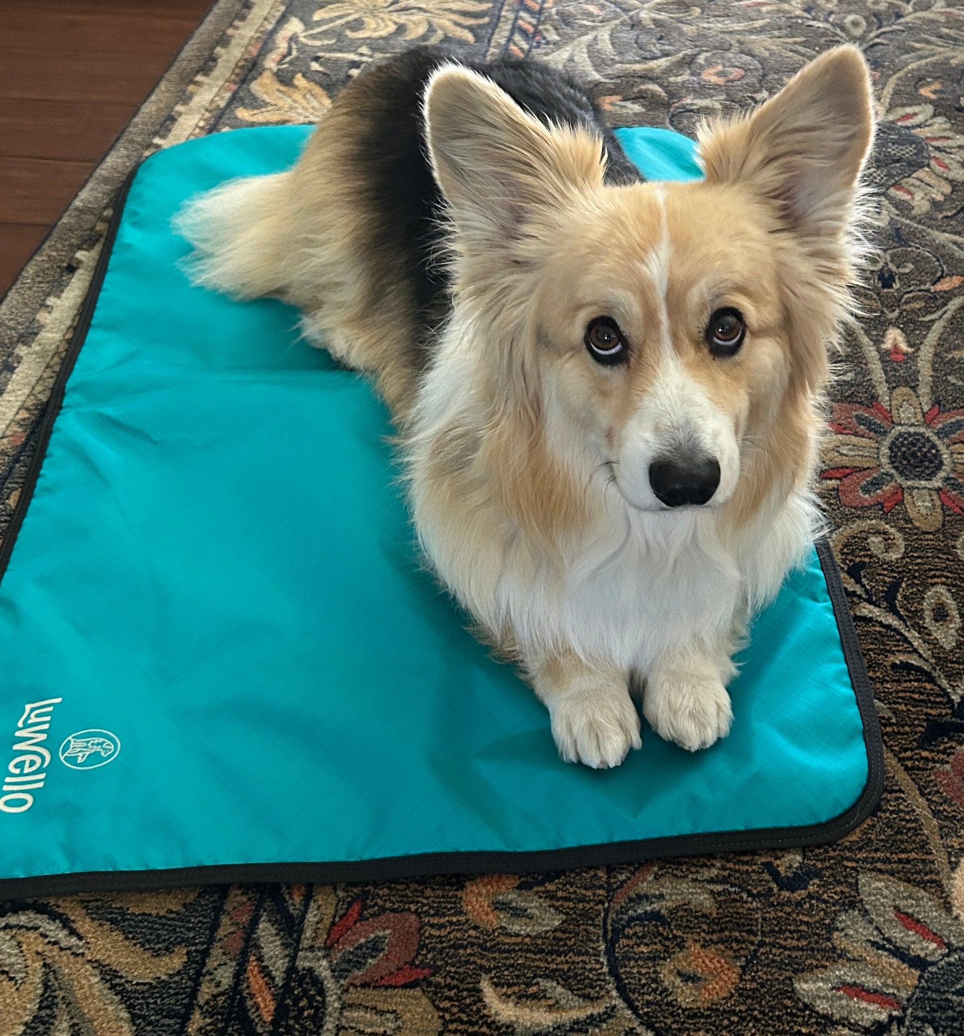 Portable Dog Settle Mat Luwello