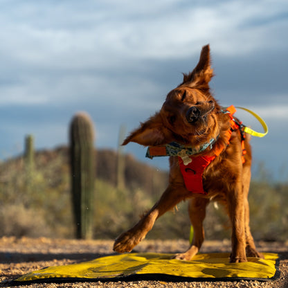 Dog hiking mat in dessert with easy sand clean up