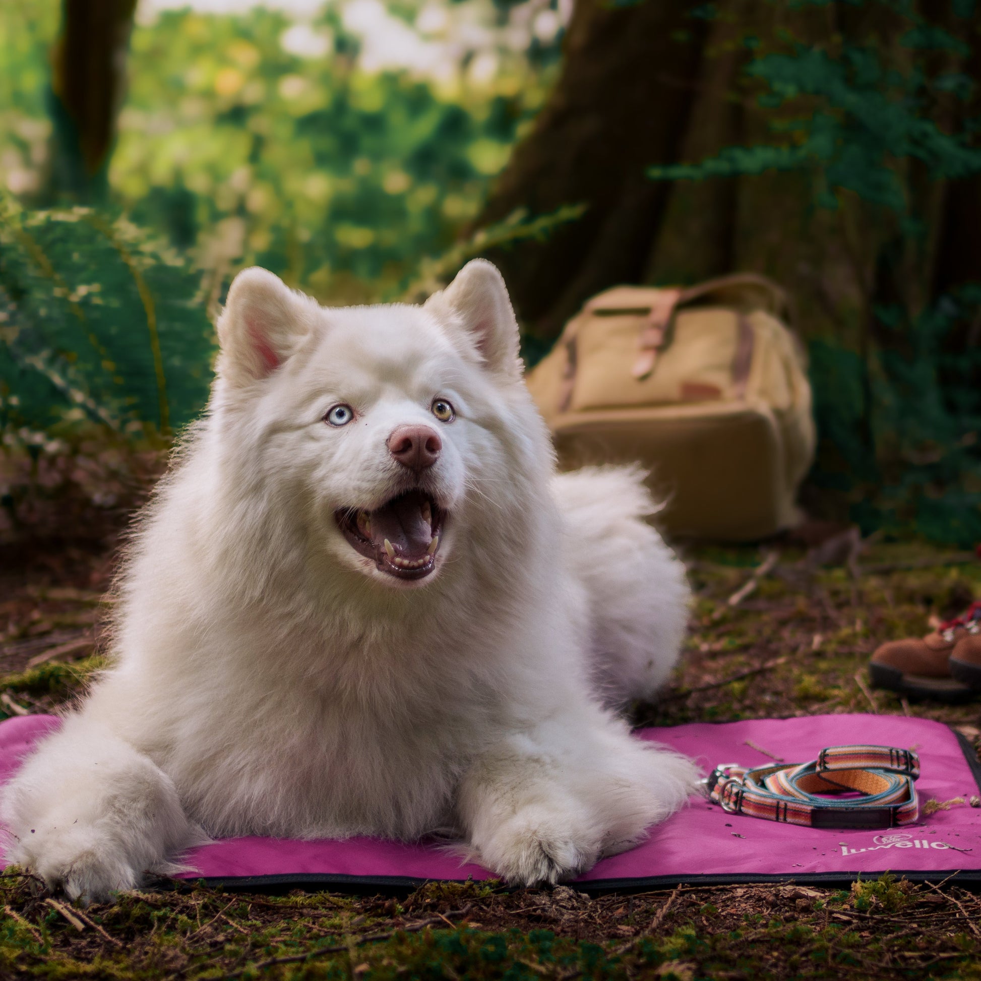 Tether leash and settle mat with dog settling on it