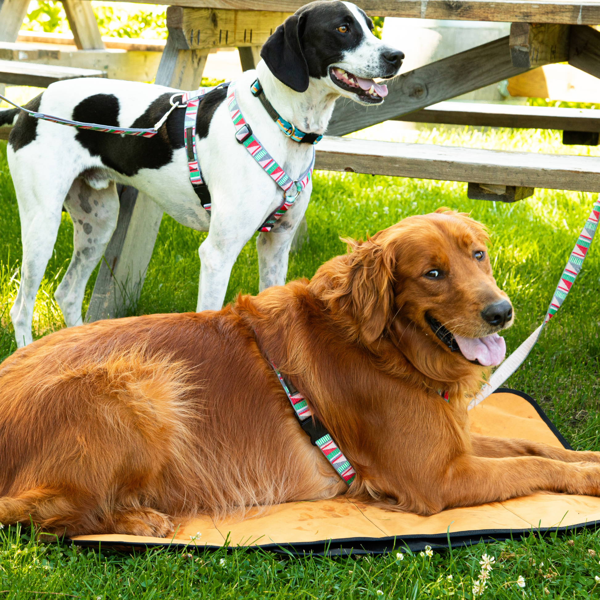 Transportable Dog Bed