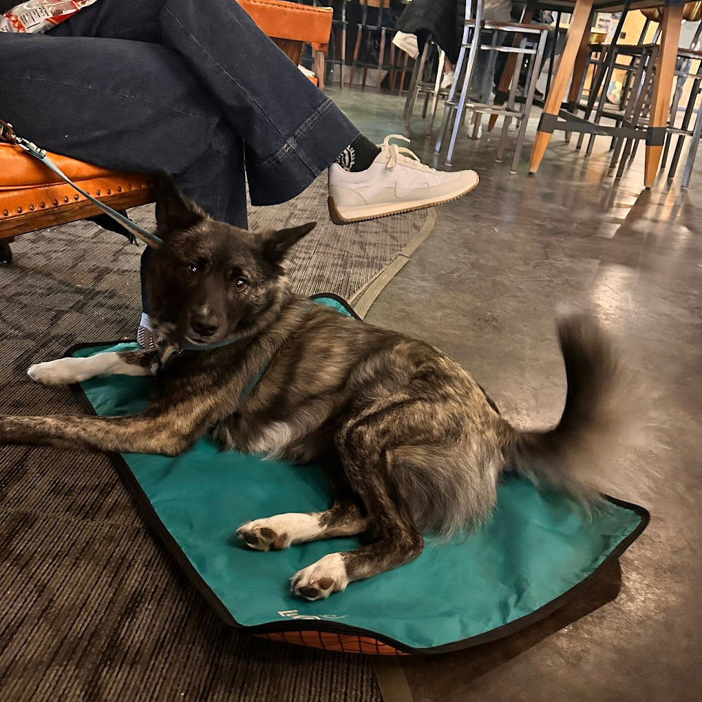 Dog Settle Mat for Brewery