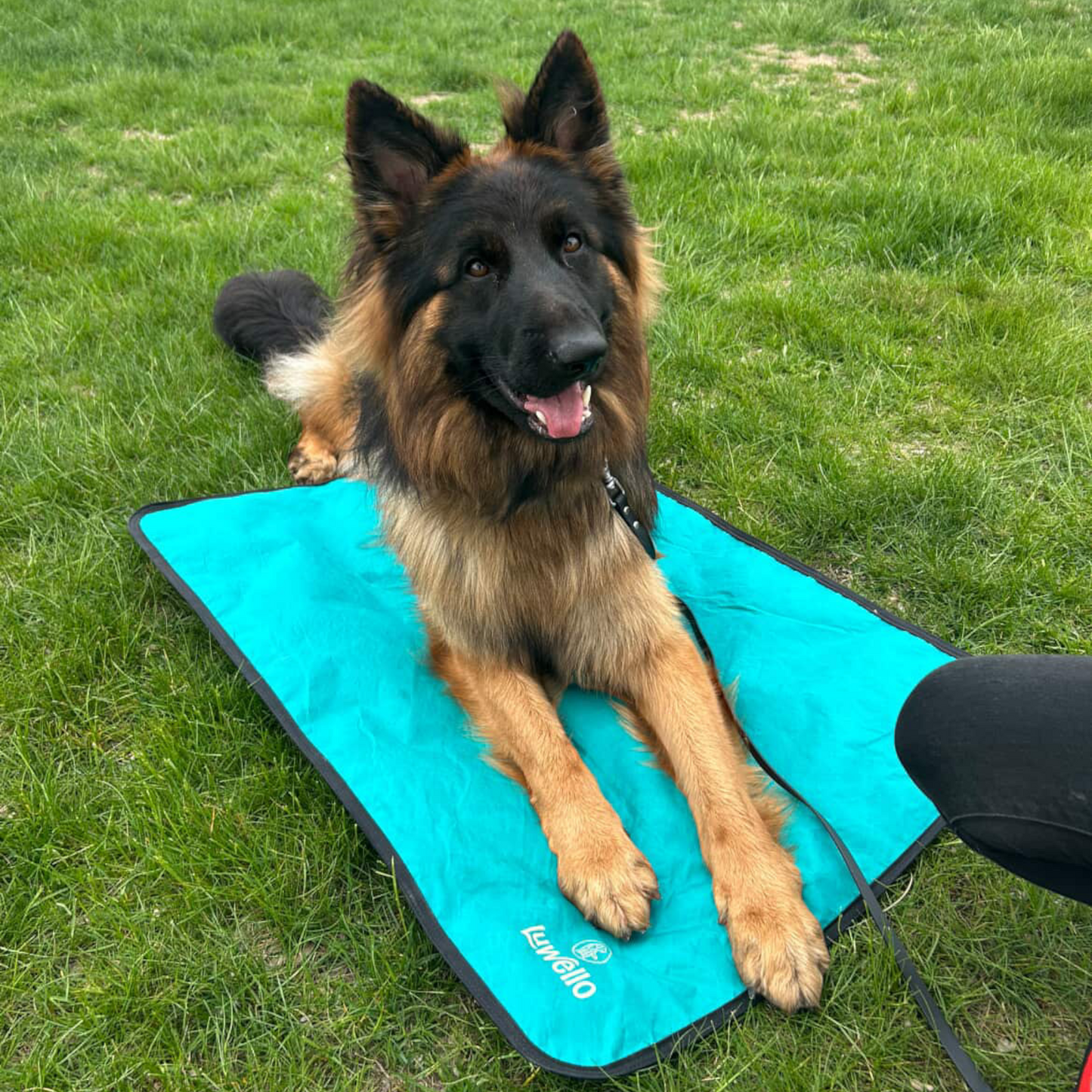 Dog Travel Mat