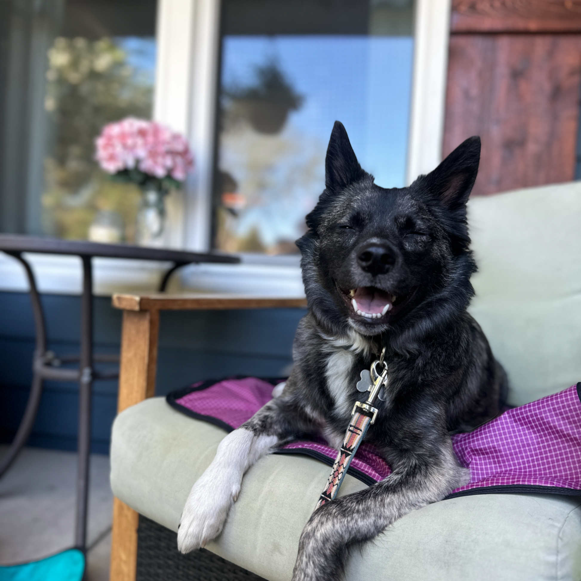 Furniture Cover Dog Bed