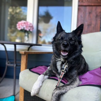 Furniture Cover Dog Bed