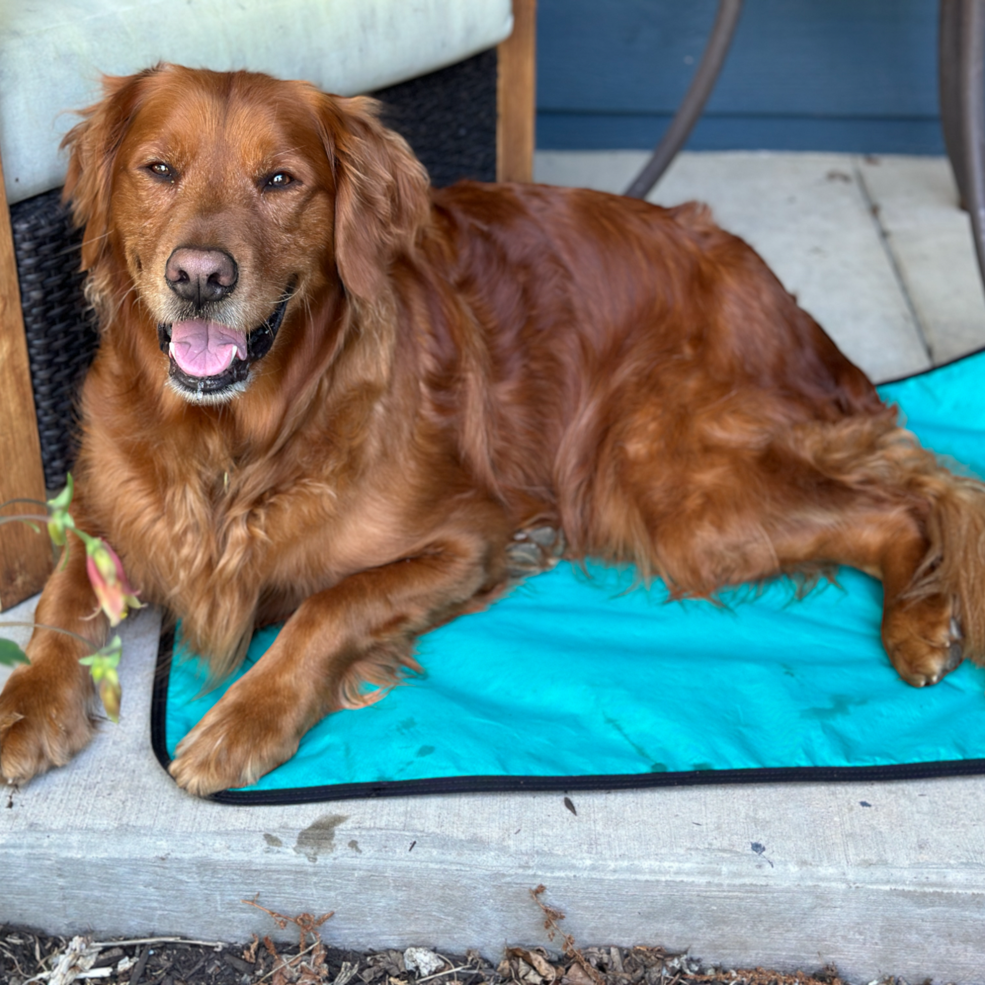 Outdoor Dog Mat