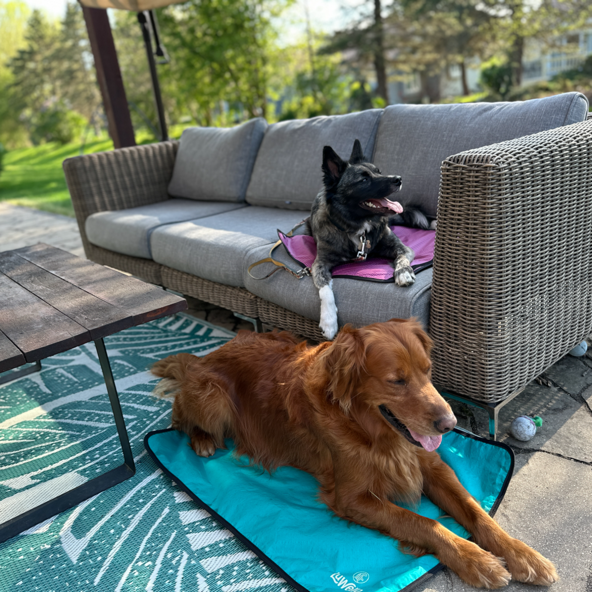 Patio Dog Bed
