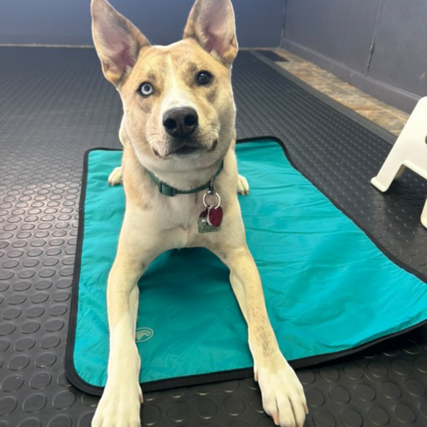 Dog Bed for Training