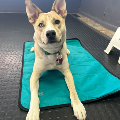 Dog Bed for Training