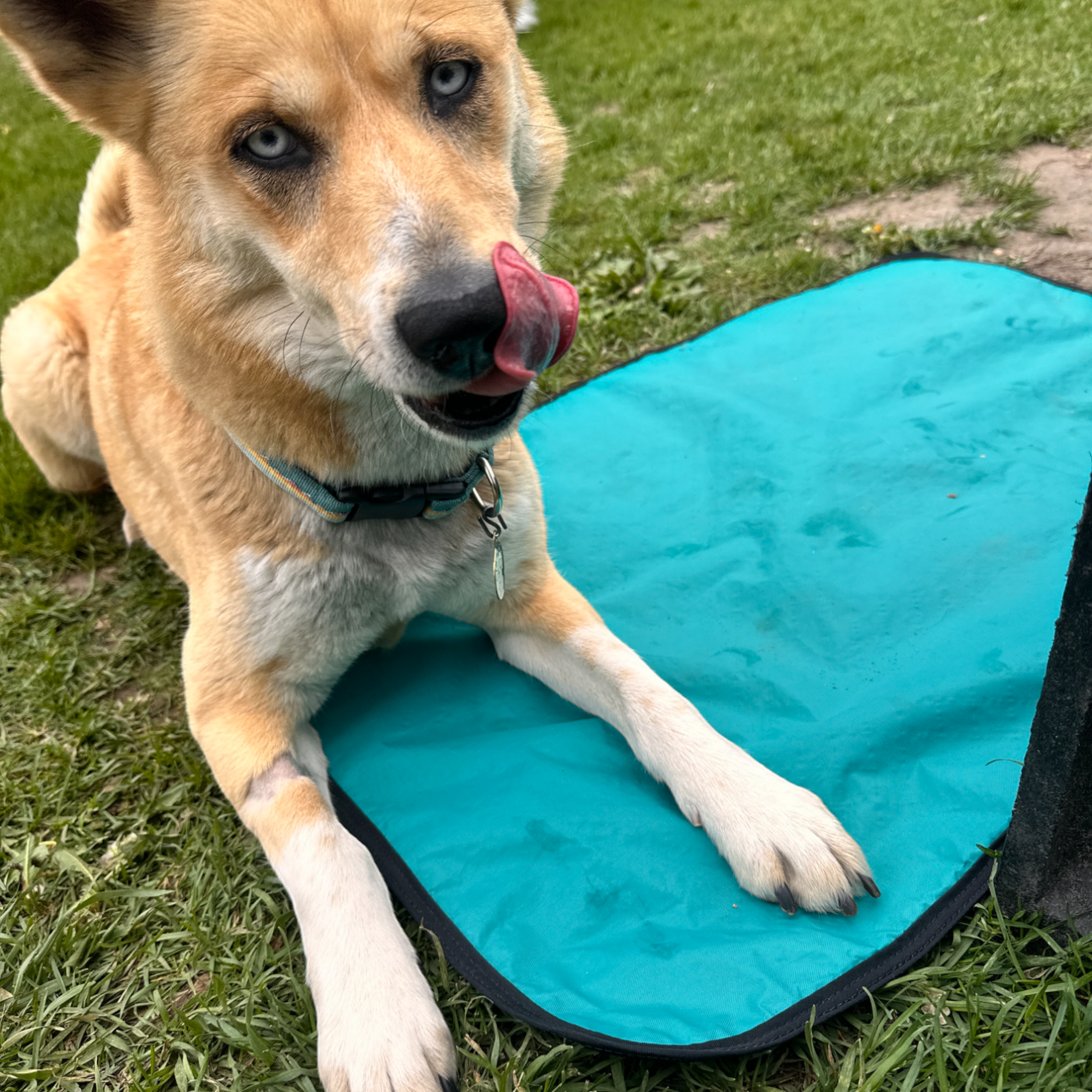 Waterproof Dog Mat