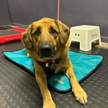 Dog Mat for place training