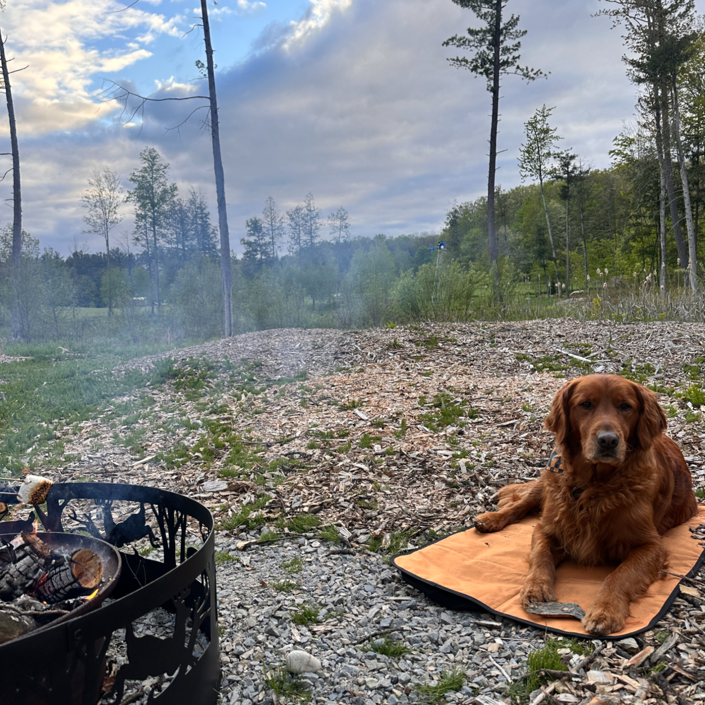 Fold Up Dog Bed for Camping