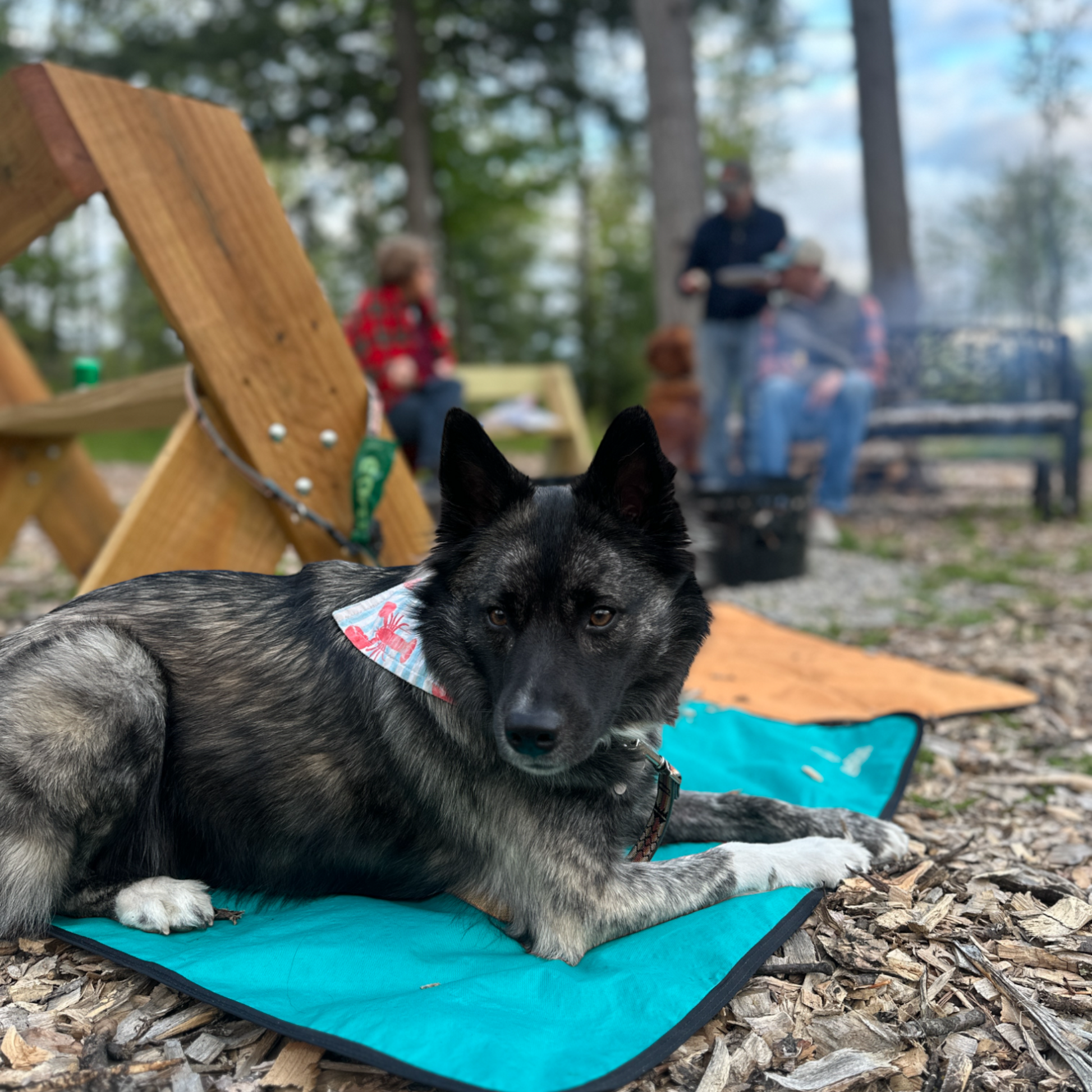Camping Dog Bed