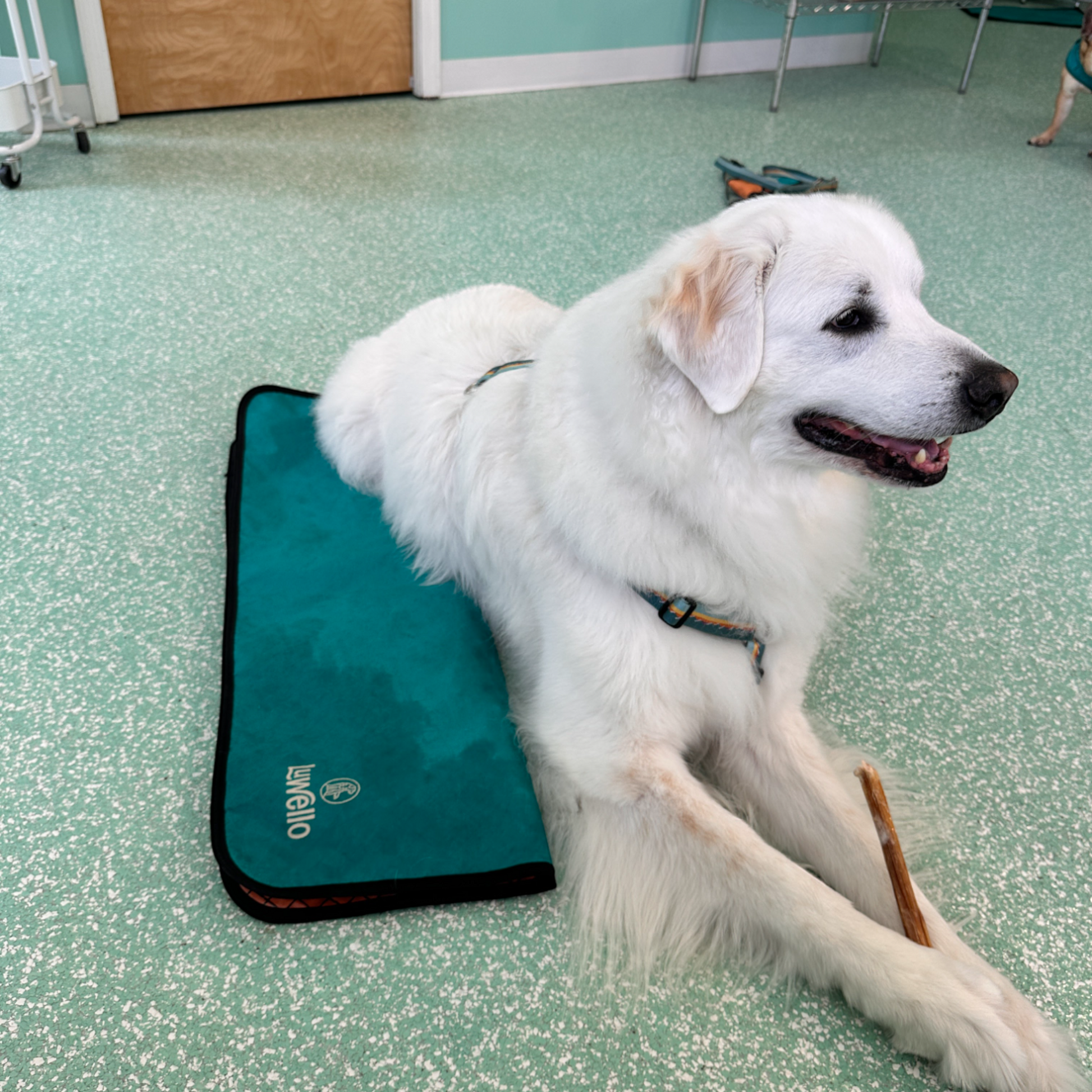Dog Mat for Big Dogs