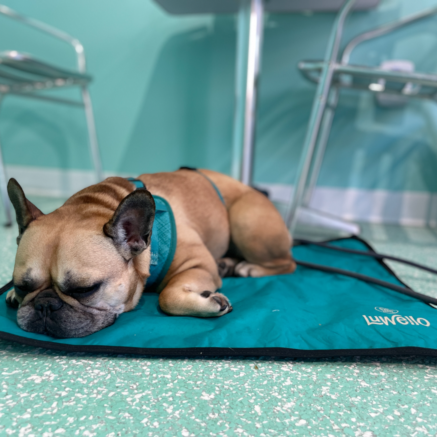 Cafe Dog Mat