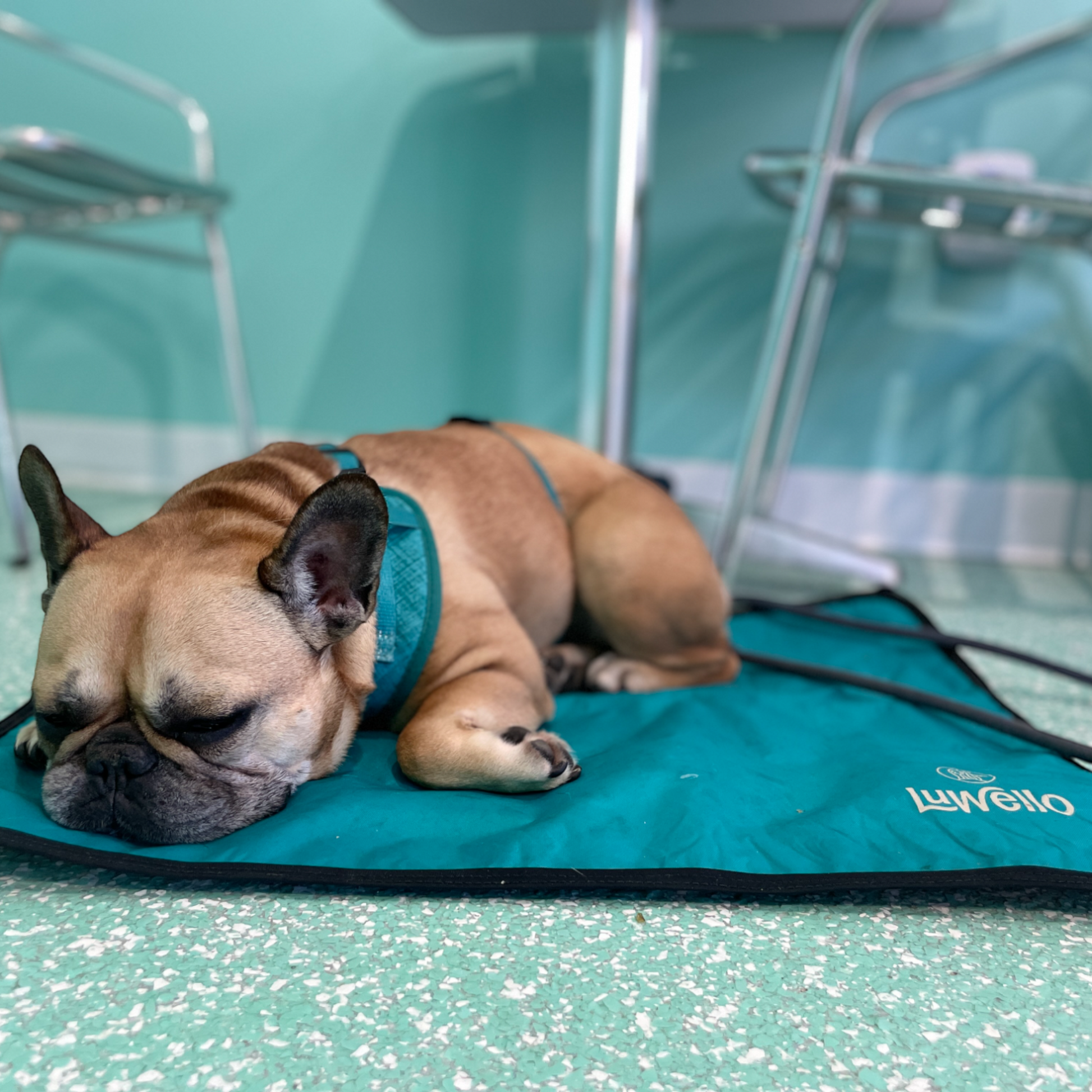 Cafe Dog Mat