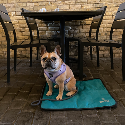 Dog Mat for Travel