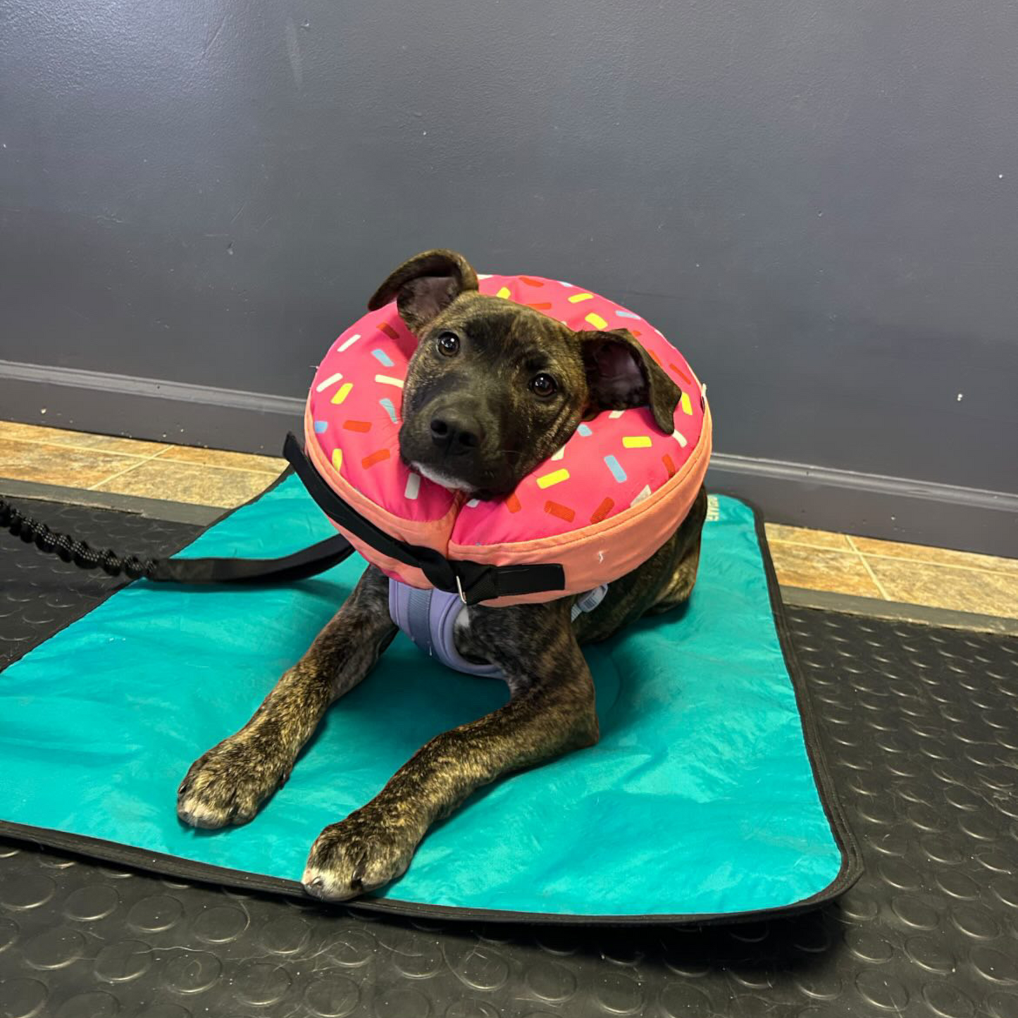 Training Dog Mat